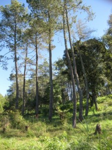 Forest @tangkuban perahu